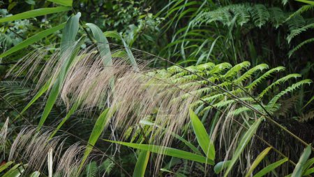 Thysanolaena latifolia (Rumput awis, buluh rumput, hierba tigre). Esta planta se utiliza generalmente como alimento para animales, material de escoba y para prevenir deslizamientos de tierra