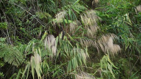Thysanolaena latifolia (Rumput awis, rumput buluh, herbe de tigre). Cette plante est généralement utilisée comme aliment pour animaux, matériau de balai et pour prévenir les glissements de terrain