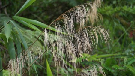 Thysanolaena latifolia (Rumput awis, rumput buluh, Tigergras). Diese Pflanze wird normalerweise als Tierfutter, Besenmaterial und zur Verhinderung von Erdrutschen verwendet.