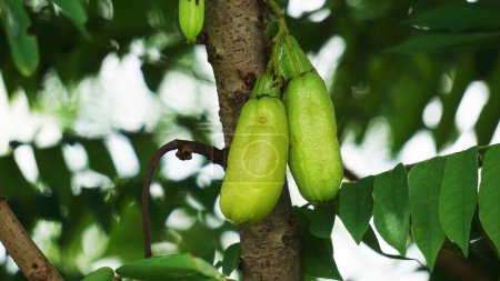 Averrhoa bilimbi (bilimbi, cucumber tree, tree sorrel, belimbing sayur, belimbing wuluh) with a natural background. It is a fruit-bearing tree of the genus Averrhoa, family Oxalidaceae.