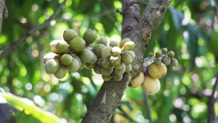 Lansium parasiticum (duku, langsat, kokosan, pisitan, celoring). Lansium parasiticum is cultivated mainly for its fruit, which can be eaten raw. The fruit can also be bottled in syrup
