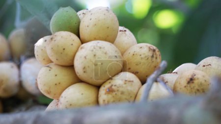 Lansium parasiticum (duku, langsat, kokosan, pisitan, celoring). Lansium parasiticum is cultivated mainly for its fruit, which can be eaten raw. The fruit can also be bottled in syrup