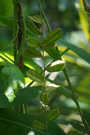 Dioscorea hispida Dennst flower (Indian three-leaved yam, gadung) tree in the nature background