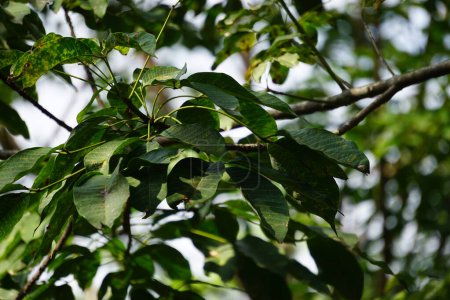 Hevea brasiliensis (Para rubber tree, sharinga tree, seringueira, rubber tree, rubber plant, para) au champ. Cette plante produit du latex