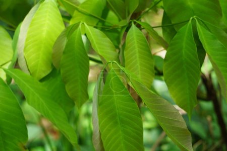 Hevea brasiliensis (Para rubber tree, sharinga tree, seringueira, rubber tree, rubber plant, para) au champ. Cette plante produit du latex