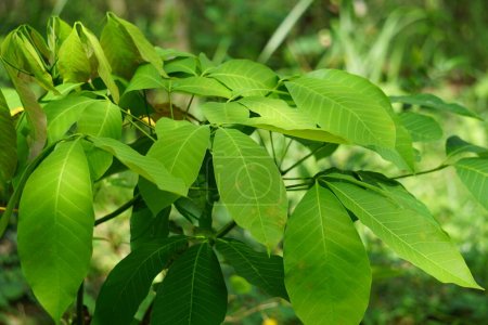 Hevea brasiliensis (Para rubber tree, sharinga tree, seringueira, rubber tree, rubber plant, para) in the field. This plant produces latex