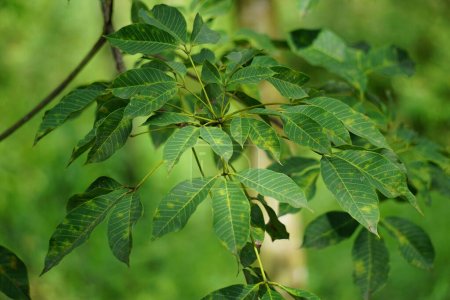 Hevea brasiliensis (Para-Kautschukbaum, Sharinga-Baum, Seringueira, Gummibaum, Gummipflanze, Para) auf dem Feld. Diese Anlage produziert Latex