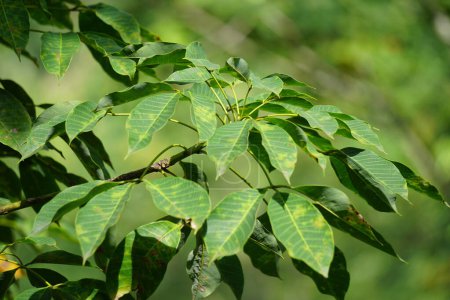 Hevea brasiliensis (Para árbol de caucho, sharinga árbol, seringueira, árbol de caucho, planta de caucho, para) en el campo. Esta planta produce látex