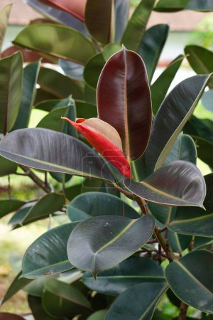 Téléchargez les photos : Ficus elastica (Also known as the rubber fig, rubber bush, rubber tree) in nature. The latex of Ficus elastica is an irritant to the eyes and skin and is toxic if taken internally - en image libre de droit