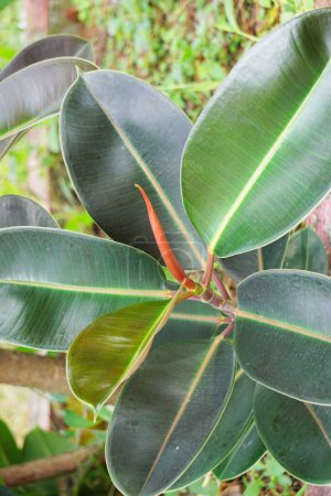 Ficus elastica (Also known as the rubber fig, rubber bush, rubber tree) in nature. The latex of Ficus elastica is an irritant to the eyes and skin and is toxic if taken internally