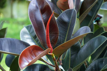 Téléchargez les photos : Ficus elastica (Also known as the rubber fig, rubber bush, rubber tree) in nature. The latex of Ficus elastica is an irritant to the eyes and skin and is toxic if taken internally - en image libre de droit