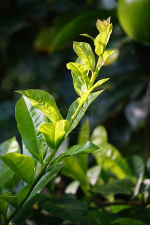 Crescentia hojas de cujete con un fondo natural. También se llama árbol de calabaza o mojo. Esta fruta es muy amarga.