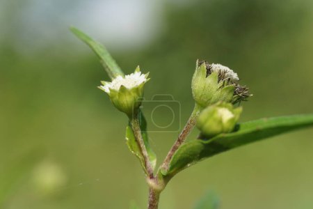 Eclipta alba (Urang-aring, fausse marguerite, fausse marguerite, yerba de tago, Karisalankanni, bhringraj) avec un fond naturel. cette plante est une espèce de plante de la famille des tournesols
.