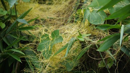 Cuscuta (tali putri, dodder, amarbel). Dodder is parasitic on a very wide variety of plants, including a number of agricultural and horticultural crop species