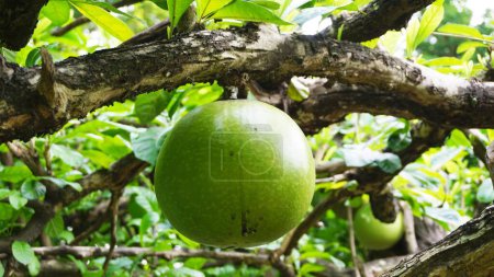 Crescentia fruta de cujete con un fondo natural. También se llama árbol de calabaza o mojo. Esta fruta es muy amarga.
