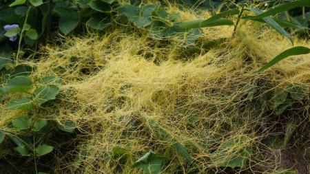 Cuscuta (tali putri, dodder, amarbel). Dodder is parasitic on a very wide variety of plants, including a number of agricultural and horticultural crop species