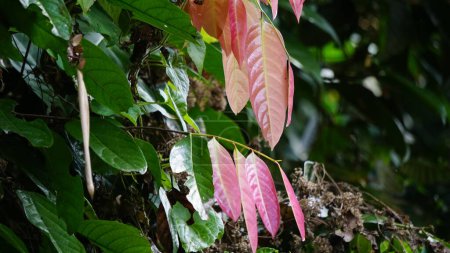 Téléchargez les photos : Stelechocarpus burahol (kepel, burahol, fruit kepel, pomme kepel). Le fruit cette plante est sucrée, une combinaison de mangue et de papaye, il sent très parfumé - en image libre de droit