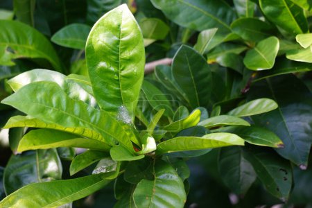 Crescentia hojas de cujete con un fondo natural. También se llama árbol de calabaza o mojo. Esta fruta es muy amarga.