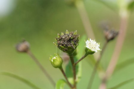 Eclipta alba (Urang-aring, falsches Gänseblümchen, falsches Gänseblümchen, Yerba de tago, Karisalankanni, bhringraj) mit natürlichem Hintergrund. Diese Pflanze ist eine Pflanzenart aus der Familie der Sonnenblumen.