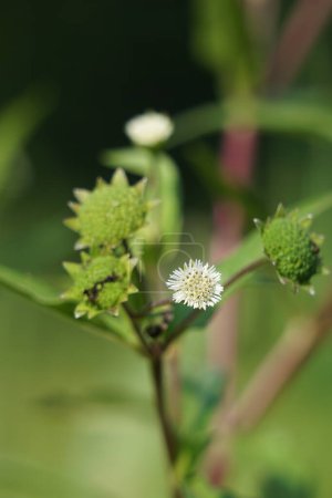 Eclipta alba (Urang-aring, falsches Gänseblümchen, falsches Gänseblümchen, Yerba de tago, Karisalankanni, bhringraj) mit natürlichem Hintergrund. Diese Pflanze ist eine Pflanzenart aus der Familie der Sonnenblumen.