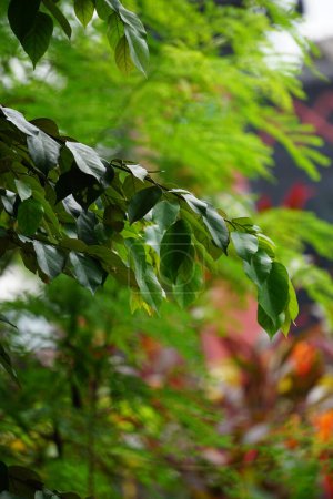 pterospermum