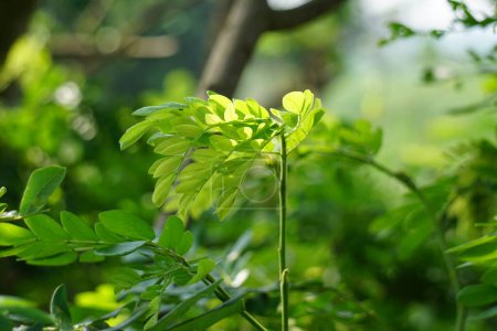 Téléchargez les photos : Singe gousse arbre (Samanea saman, arbre de pluie, thibet géant, inga saman, tamarin de vache, noix de l'Inde orientale, planer, suar) fleur fond naturel - en image libre de droit