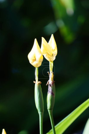 Trimezia fosteriana Blume in der Natur