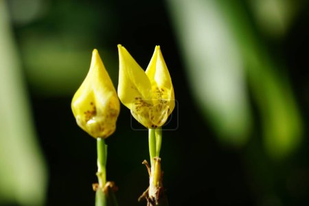 Trimezia fosteriana flower in nature