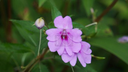 Photo for Impatiens walleriana (Impatiens sultanii, busy Lizzie, British Isles, balsam, sultana, simply impatiens). The stems are semi-succulent, and all parts of the plant are soft and easily damaged - Royalty Free Image