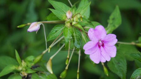 Impatiens walleriana (Impatiens sultanii, busy Lizzie, British Isles, balsam, sultana, simply impatiens). The stems are semi-succulent, and all parts of the plant are soft and easily damaged