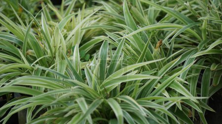 Chlorophytum comosum (Spinnenpflanze, Gemeine Spinnenpflanze, Spinnenefeu, Flugzeugpflanze, Schleifenpflanze) im Blumentopf