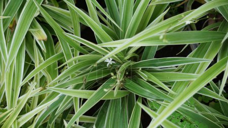 Clorohytum comosum (planta araña, planta araña común, hiedra araña, planta avión, planta cinta) en la maceta