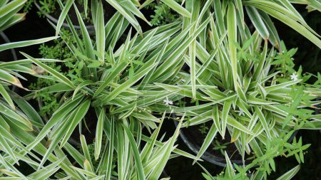 Chlorophytum comosum (Spinnenpflanze, Gemeine Spinnenpflanze, Spinnenefeu, Flugzeugpflanze, Schleifenpflanze) im Blumentopf
