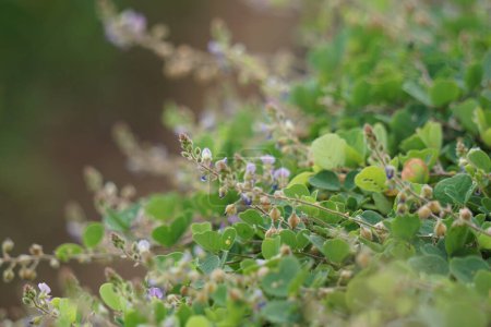 Chaenorhinum origanifolium Blume mit einem natürlichen Hintergrund. Blüten mit Blütenstiel von 530 mm 10-32 mm in fruchtbarem, geradem, aufrechtem oder aufrechtem Patent, leicht akzentuierend.