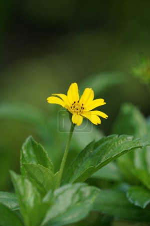 Photo for Sphagneticola trilobata with a natural background. Also called Bay Biscayne creeping oxeye, Singapore daisy, creeping oxeye, trailing daisy, wedelia - Royalty Free Image