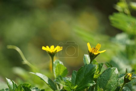 Photo for Sphagneticola trilobata with a natural background. Also called Bay Biscayne creeping oxeye, Singapore daisy, creeping oxeye, trailing daisy, wedelia - Royalty Free Image
