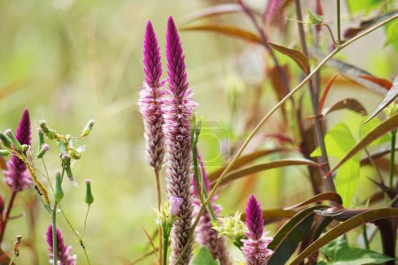 Celosia argentea (auch gefiederter Hahnenkamm, silberner Hahnenkamm genannt) Blume mit natürlichem Hintergrund