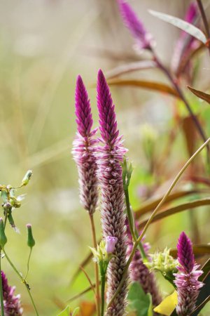 Celosia argentea (auch gefiederter Hahnenkamm, silberner Hahnenkamm genannt) Blume mit natürlichem Hintergrund