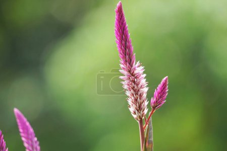 Celosia argentea (Also called plumed cockscomb, silver cock's comb) flower with a natural background
