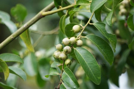 Cordia latifolia (auch Bahuvara, Bara lasura genannt). Diese Pflanze wird zur Behandlung von Husten, Brusterkrankungen, Gebärmutter- und Harnröhrenerkrankungen und als Abführmittel bei Gallenleiden verwendet.