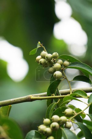 Cordia latifolia (auch Bahuvara, Bara lasura genannt). Diese Pflanze wird zur Behandlung von Husten, Brusterkrankungen, Gebärmutter- und Harnröhrenerkrankungen und als Abführmittel bei Gallenleiden verwendet.