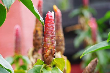 Costus woodsonii (Roter Knopf-Ingwer, Costa Rica, Zwergkegel-Ingwer, Indischer Kopf-Ingwer, Panama-Kerzenpflanze, rotes Rohr, scharlachrote Spiralfahne) blühen. Diese Pflanze verwendet, um Krätze und Wunden zu behandeln