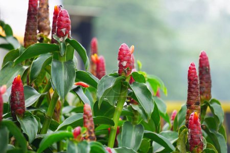 Costus woodsonii (Red Button Ginger, Costa Rica, dwarf cone ginger, Indian head ginger, Panama candle plant, red cane, scarlet spiral flag) flower. This plant uses to treat scabies and sores