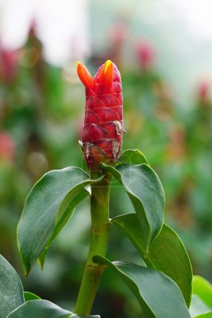 Costus woodsonii (Roter Knopf-Ingwer, Costa Rica, Zwergkegel-Ingwer, Indischer Kopf-Ingwer, Panama-Kerzenpflanze, rotes Rohr, scharlachrote Spiralfahne) blühen. Diese Pflanze verwendet, um Krätze und Wunden zu behandeln