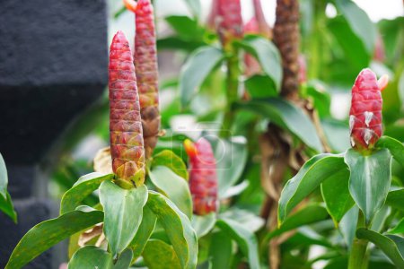 Costus woodsonii (Red Button Ginger, Costa Rica, dwarf cone ginger, Indian head ginger, Panama candle plant, red cane, scarlet spiral flag) flower. This plant uses to treat scabies and sores