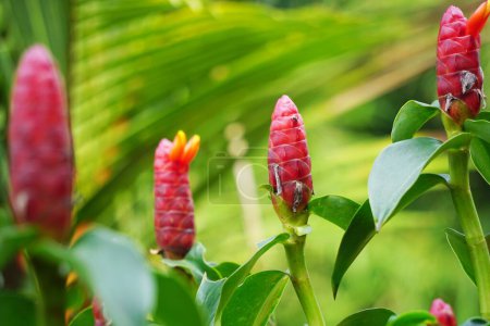 Costus woodsonii (jengibre botón rojo, Costa Rica, jengibre cono enano, jengibre cabeza india, planta de vela de Panamá, caña roja, bandera espiral escarlata) flor. Esta planta utiliza para tratar la sarna y las úlceras