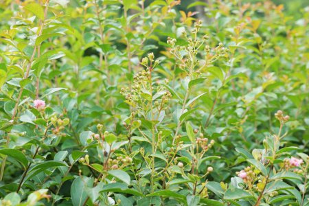 Lagerstroemia indica (myrte de colza, myrte de crêpe, myrte de colza, bungur, jarul, banaba). Cette plante est souvent planté à la fois privé et commercial comme plantes ornementales.