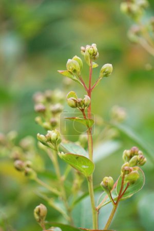 Lagerstroemia indica (myrte de colza, myrte de crêpe, myrte de colza, bungur, jarul, banaba). Cette plante est souvent planté à la fois privé et commercial comme plantes ornementales.