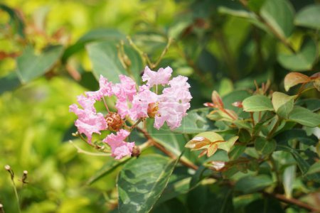 Lagerstroemia indica (crape myrtle, crepe myrtle, queen crape myrtle, bungur, jarul, banaba). This plant are often planted both privately and commercially as ornamentals.