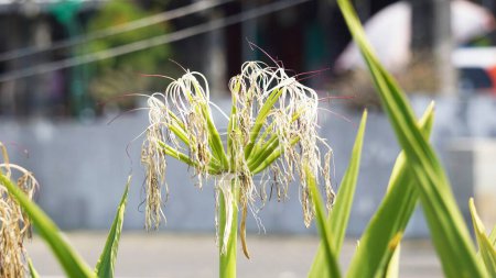 Crinum asiaticum (auch als Giftknolle, Riesen-Seelilie, Grand-Seelilie, Spinnenlilie, Bulbine asiatica bezeichnet). Die gesamte Pflanze ist giftig, vor allem die Knolle